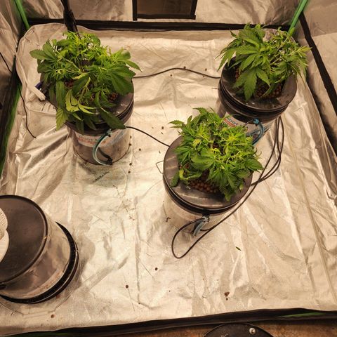 Grape Stomper Fems  growlog timeline photo
