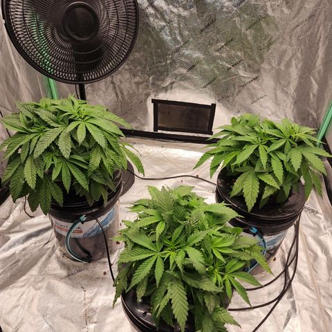 Grape Stomper Fems  growlog timeline photo