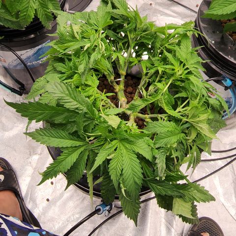 Grape Stomper Fems  growlog timeline photo