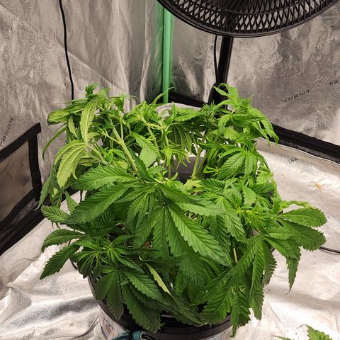 Grape Stomper Fems  growlog timeline photo