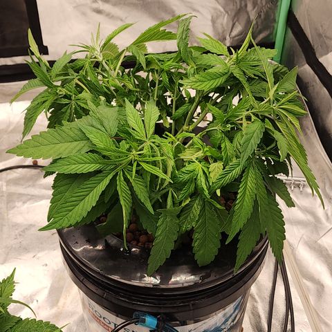 Grape Stomper Fems  growlog timeline photo
