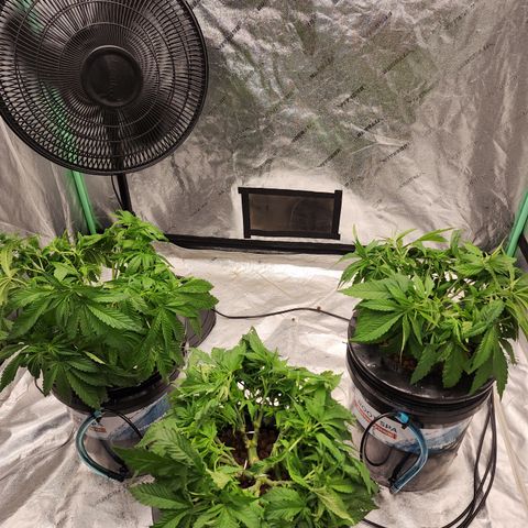 Grape Stomper Fems  growlog timeline photo