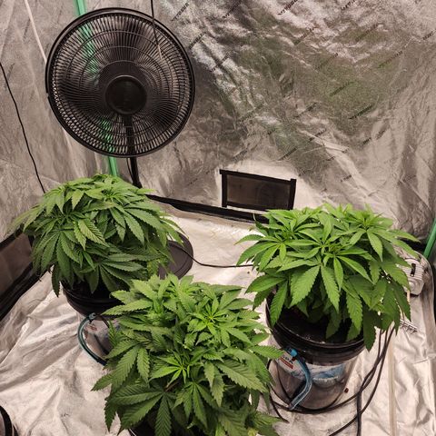 Grape Stomper Fems  growlog timeline photo