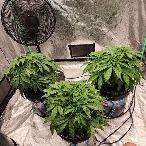 Grape Stomper Fems  growlog timeline photo