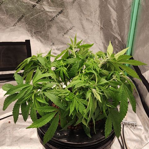 Grape Stomper Fems  growlog timeline photo