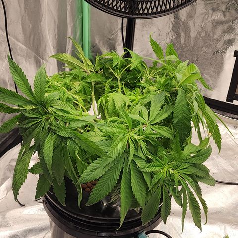 Grape Stomper Fems  growlog timeline photo