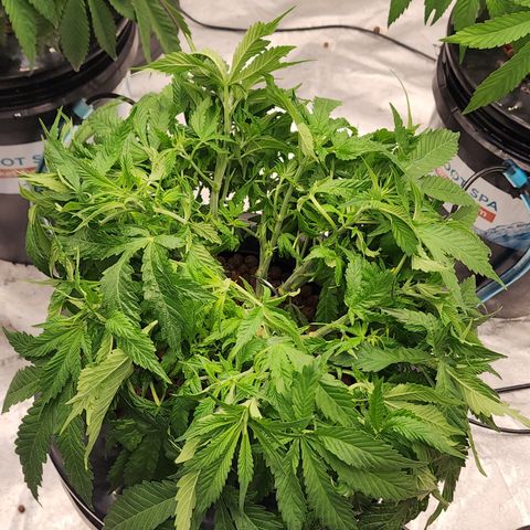 Grape Stomper Fems  growlog timeline photo
