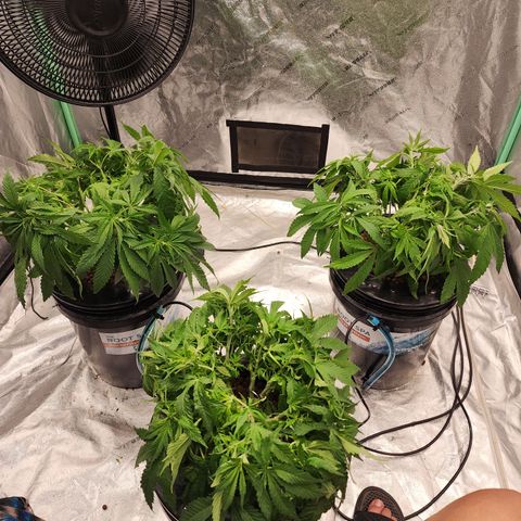 Grape Stomper Fems  growlog timeline photo