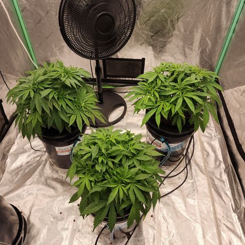 Grape Stomper Fems  growlog timeline photo