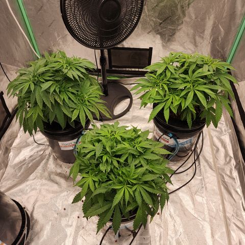 Grape Stomper Fems  growlog timeline photo