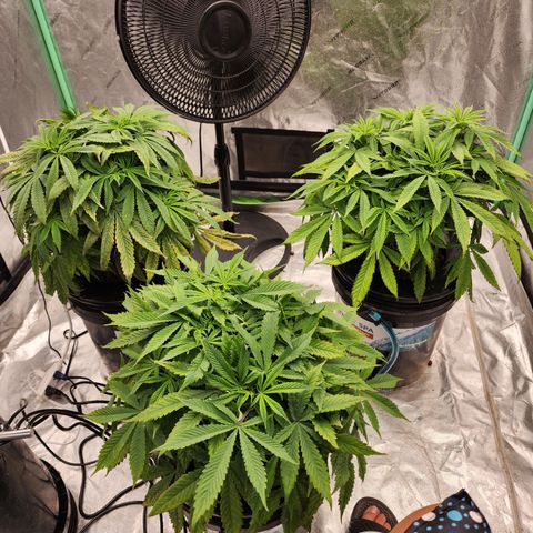 Grape Stomper Fems  growlog photo: Found the pump disconnected 