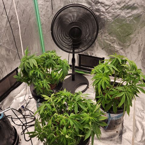 Grape Stomper Fems  growlog timeline photo