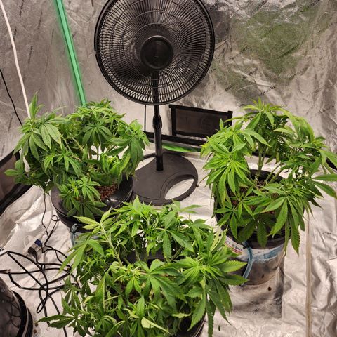 Grape Stomper Fems  growlog timeline photo