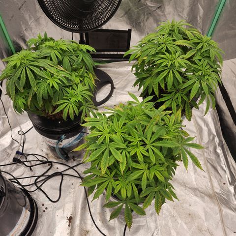 Grape Stomper Fems  growlog photo: Not looking the best.  Got a plan tho