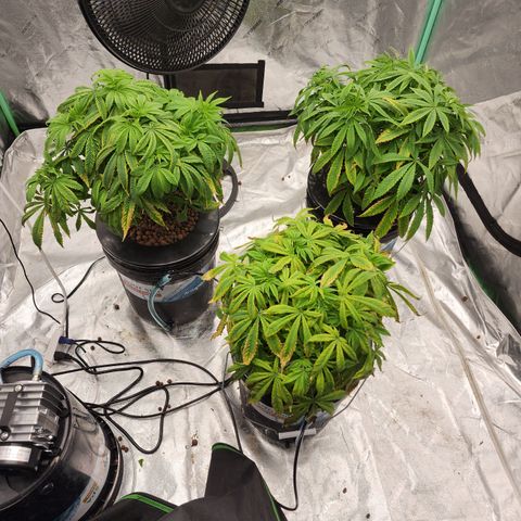 Grape Stomper Fems  growlog timeline photo