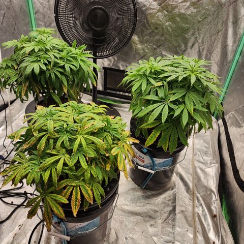 Grape Stomper Fems  growlog timeline photo