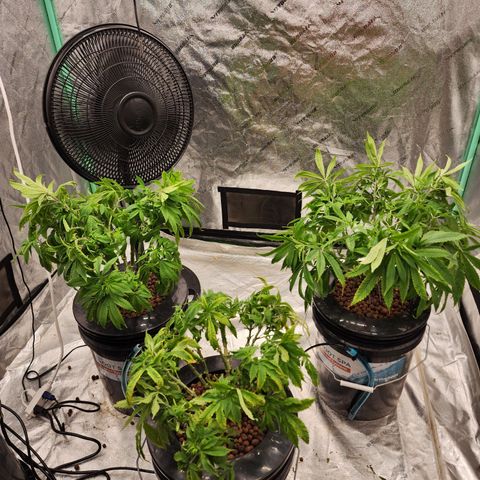 Grape Stomper Fems  growlog timeline photo