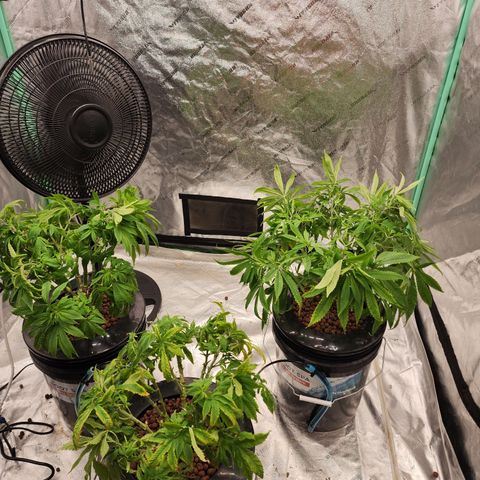Grape Stomper Fems  growlog timeline photo