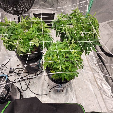 Grape Stomper Fems  growlog timeline photo
