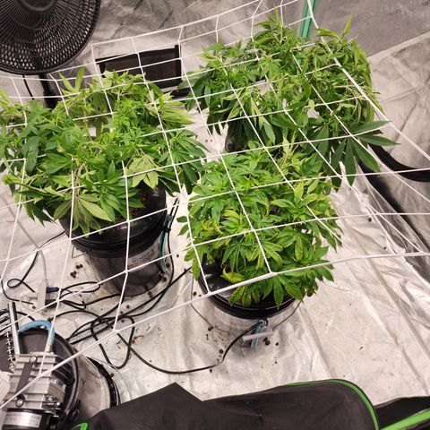 Grape Stomper Fems  growlog timeline photo