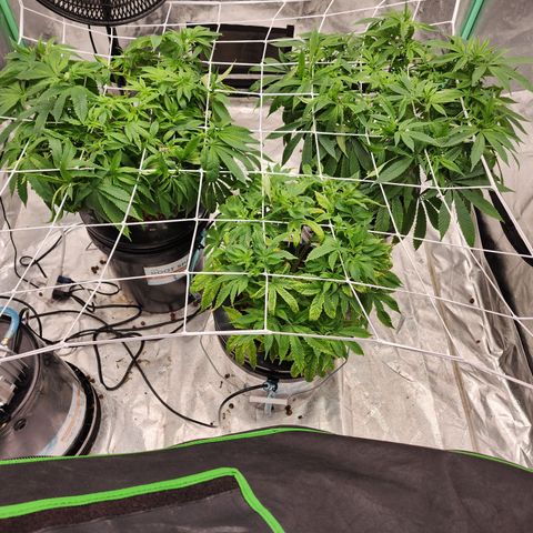 Grape Stomper Fems  growlog timeline photo