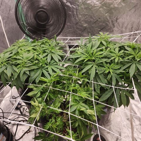 Grape Stomper Fems  growlog timeline photo