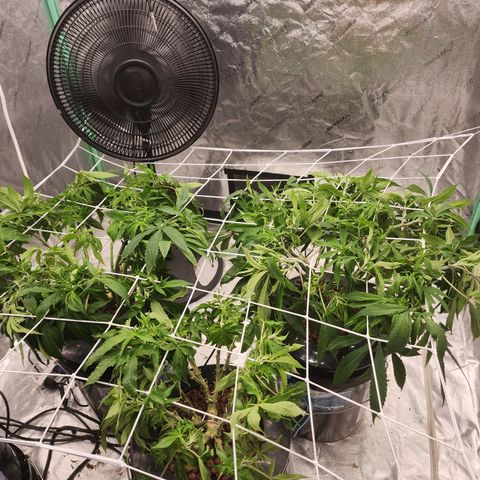 Grape Stomper Fems  growlog timeline photo