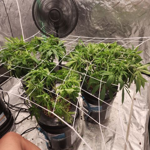 Grape Stomper Fems  growlog timeline photo
