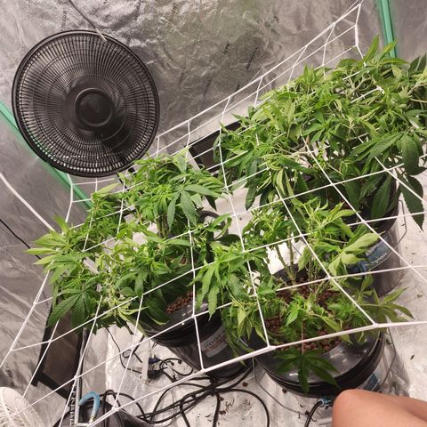 Grape Stomper Fems  growlog timeline photo