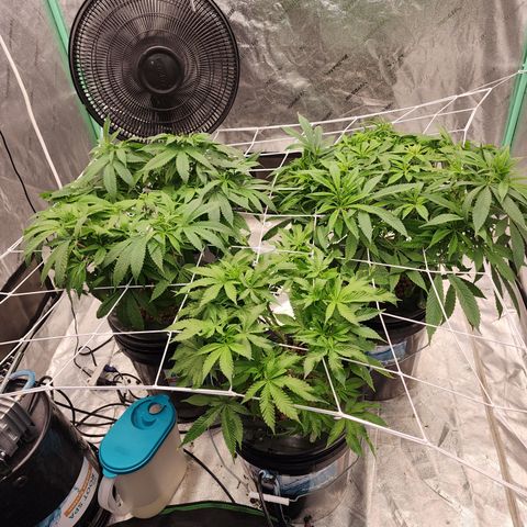 Grape Stomper Fems  growlog timeline photo