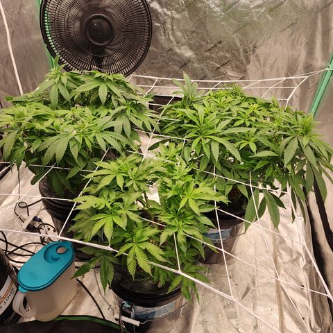 Grape Stomper Fems  growlog timeline photo