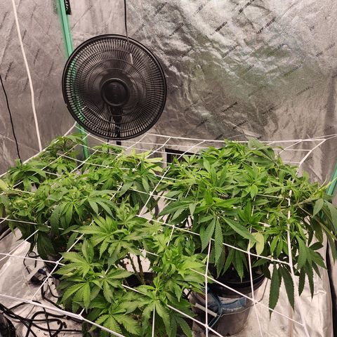 Grape Stomper Fems  growlog timeline photo