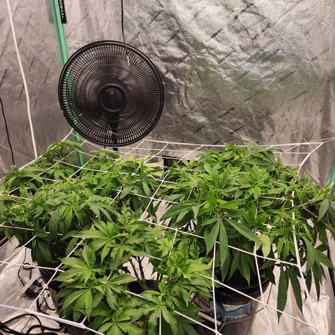 Grape Stomper Fems  growlog timeline photo