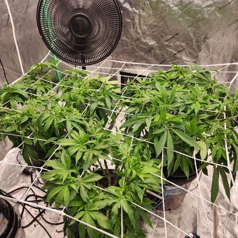 Grape Stomper Fems  growlog timeline photo