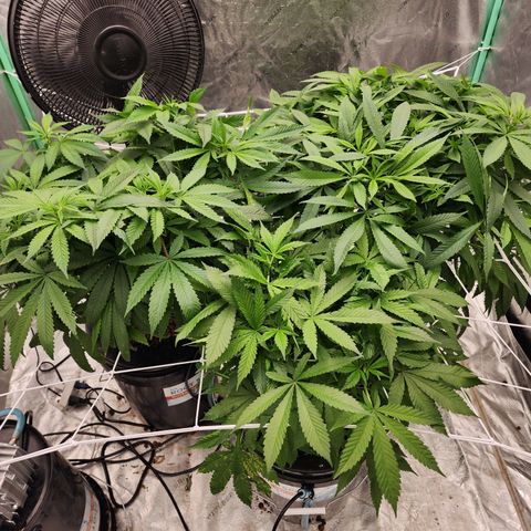 Grape Stomper Fems  growlog timeline photo