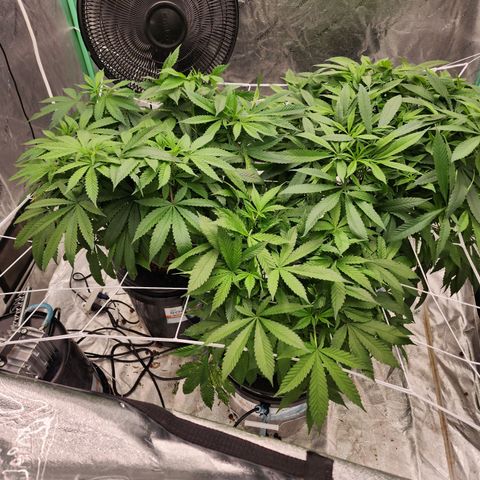 Grape Stomper Fems  growlog timeline photo
