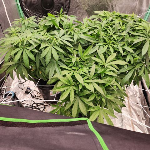 Grape Stomper Fems  growlog timeline photo