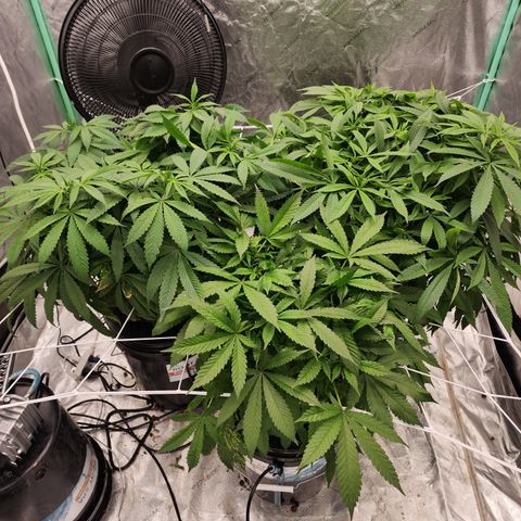 Grape Stomper Fems  growlog timeline photo