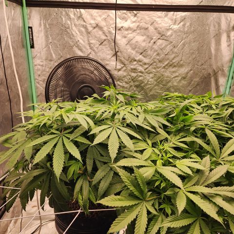 Grape Stomper Fems  growlog timeline photo