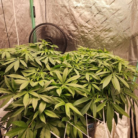 Grape Stomper Fems  growlog timeline photo