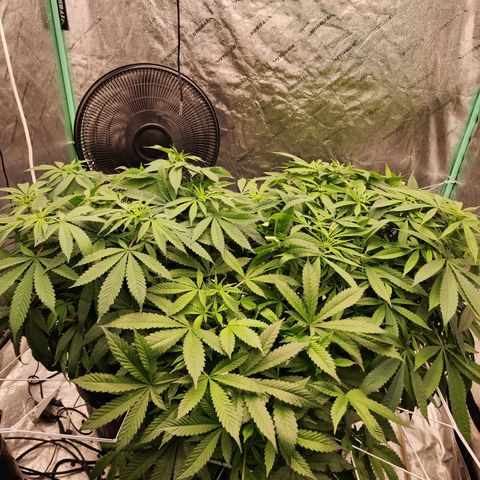 Grape Stomper Fems  growlog timeline photo