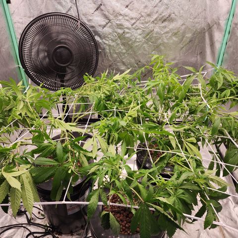 Grape Stomper Fems  growlog timeline photo