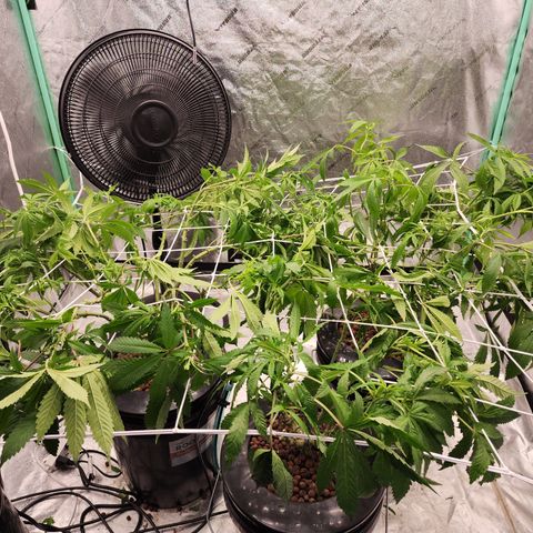 Grape Stomper Fems  growlog timeline photo