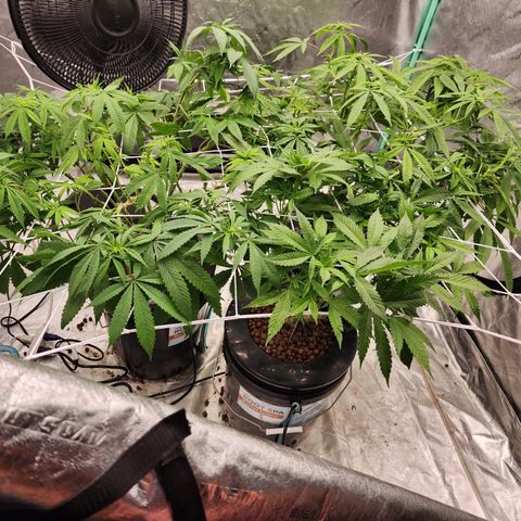 Grape Stomper Fems  growlog timeline photo