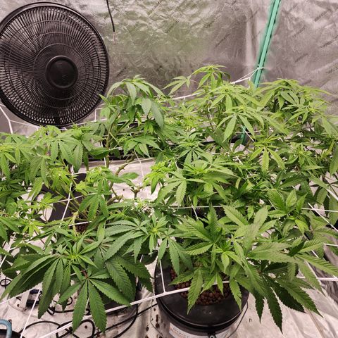 Grape Stomper Fems  growlog timeline photo
