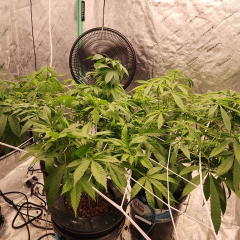 Grape Stomper Fems  growlog timeline photo