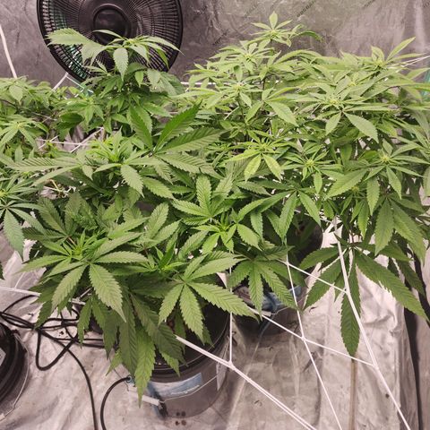 Grape Stomper Fems  growlog timeline photo