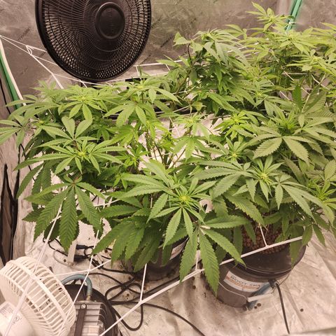 Grape Stomper Fems  growlog timeline photo