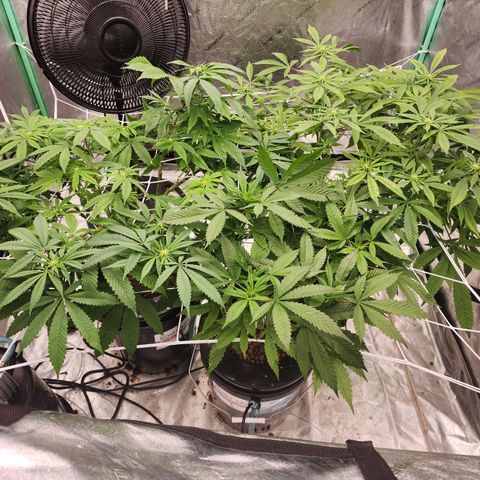 Grape Stomper Fems  growlog timeline photo