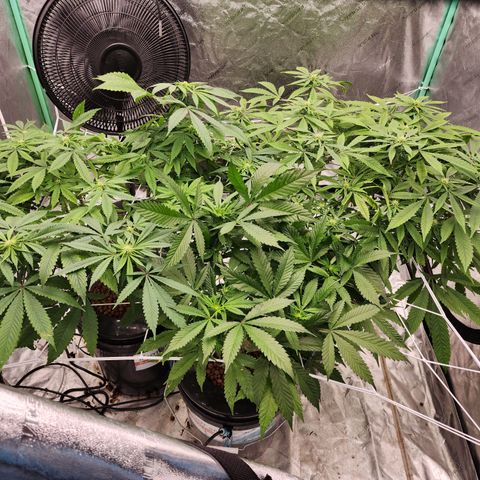 Grape Stomper Fems  growlog timeline photo